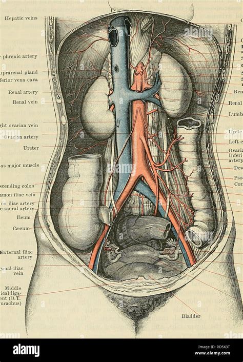 Gonadal Vein Anatomy