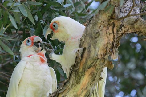 Long Billed Corella In Australia 24737410 Stock Photo At Vecteezy