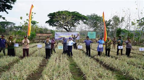 Bantuan Program Pengembangan Kawasan Kampung Horti Komoditas Bawang