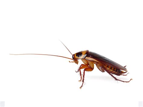 Types Of Pests Pest Identification Barnes Lakeside Exterminating