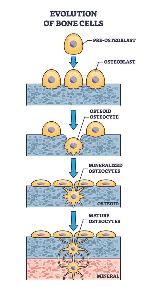 Ossification Process Stock Illustrations 26 Ossification Process