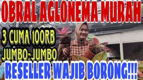 Obral Aglonema Murah Langsung Dari Petaninya Reseller Wajib