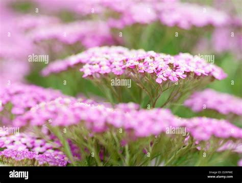 Yarrow Pretty Belinda Hi Res Stock Photography And Images Alamy