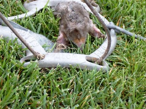 Mole Traps | LawnSite.com™ - Lawn Care & Landscaping Professionals Forum