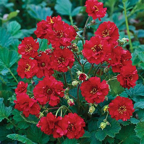 Mrs J Bradshaw Geum Brecks Premium Bulbs