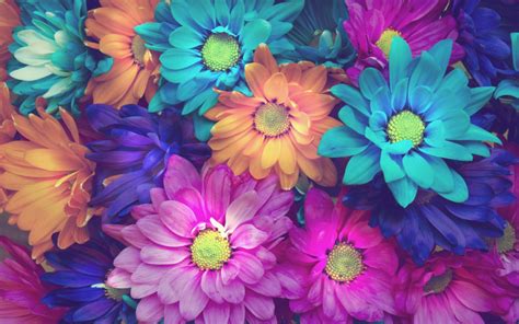 Wallpaper Colorful Flowers Petals Flower Petal Land Plant