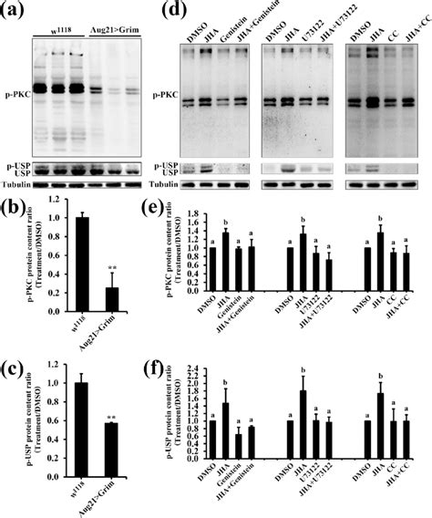 Jh Membrane Signaling Phosphorylates Usp At Ser Through Rtk Plc Pkc