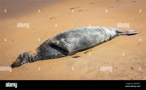 A dead seal washed up on the beach at Low Newton-by-the-Sea in Embleton ...