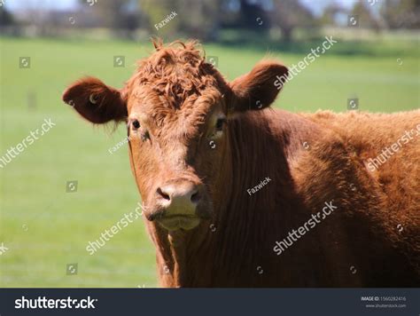 Limousin Red Angus Cross Cattle Stock Photo 1560282416 Shutterstock