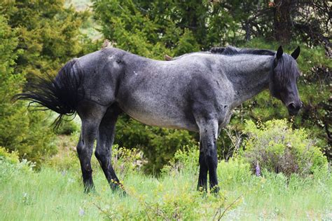 Pin on Horses: Roan & Rabicano