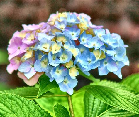 Multi colored mophead hydrangea