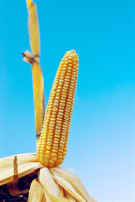 Espiga De Milho Madura Do Milho Foto De Stock Imagem De Queda Rural