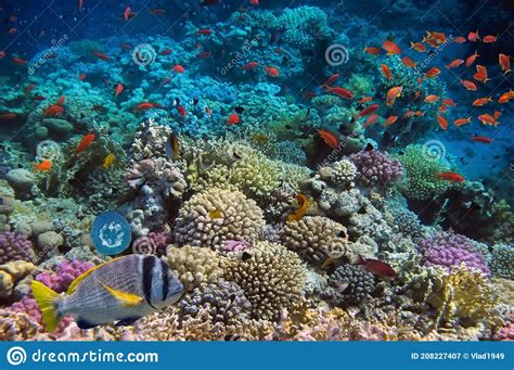 Coral And Fish In The Red Sea Egypt Stock Image Image Of Ocean