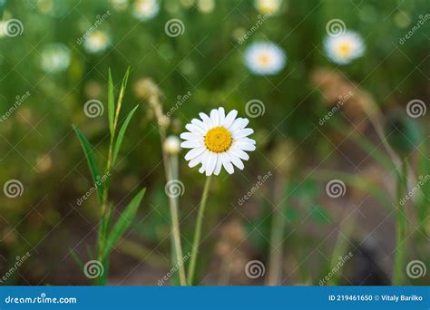 Beautiful Wild Meadow Chamomile Flowers White And Yellow On A