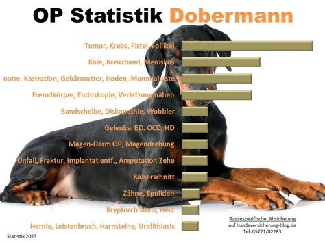 Dobermann OP Krankheiten