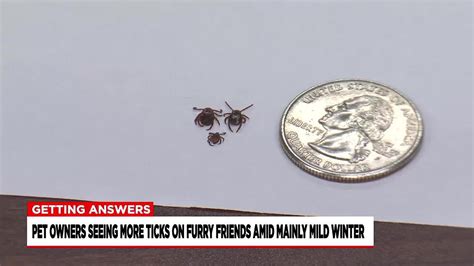 Pet Owners Seeing More Ticks Due To Mild Winter Weather