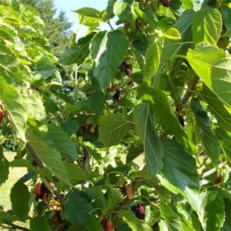 Why don't they make dwarf mulberry trees? - General Fruit Growing ...