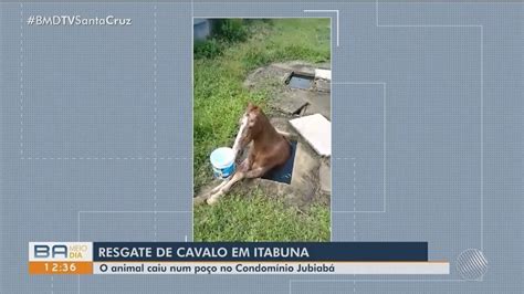 Cavalo cai em poço e precisa ser resgatado trator no sul da Bahia