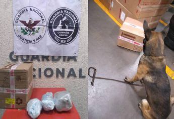 Canino Detecta Droga En Cajas De Paqueter A En Le N Grupo Milenio