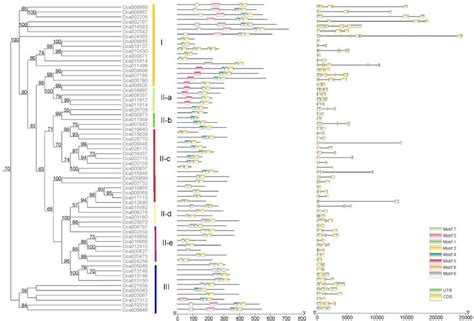 Conserved motifs and gene structure of DcaWRKY genes according to ... 