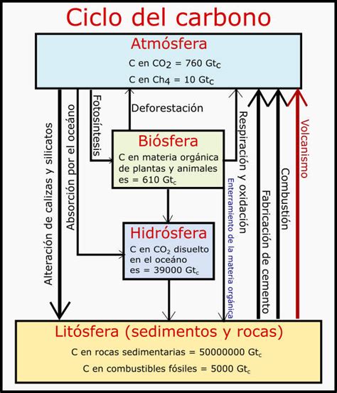 Esquema Del Ciclo Del Carbono