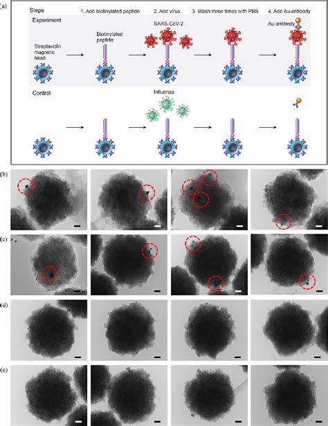 Figure 3 From Phage Display Derived Peptide For The Specific Binding Of