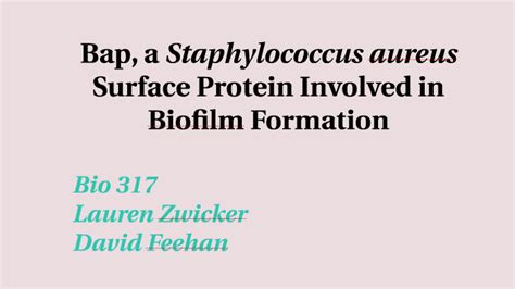 Molecular Presentation Bap In S Aureus Biofilm Formation By Lauren