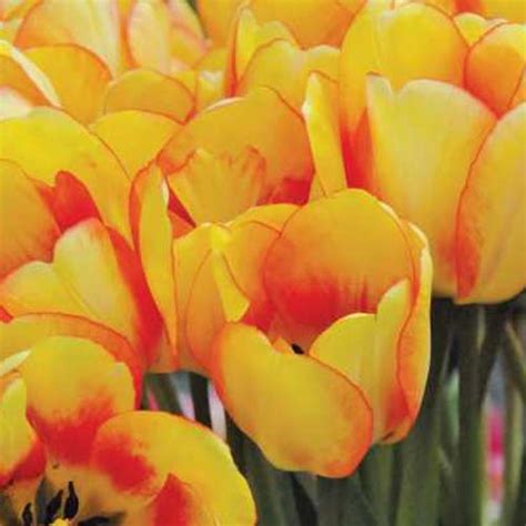 Yellow Tulips Beauty Of Spring Darwin Hybrid Tulip Bulbs