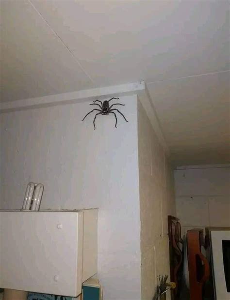 This quite big Australian Huntsman spider found in Cairns, North ...