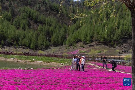 Bergblumen stehen in voller Blüte in Chongqing China org cn