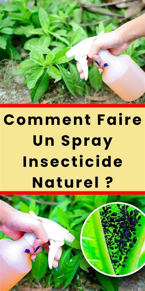 Comment Faire Un Spray Insecticide Naturel