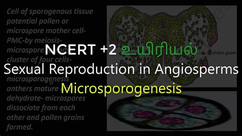 3biology Sexual Reproduction In Angiosperms Microsporogenesis