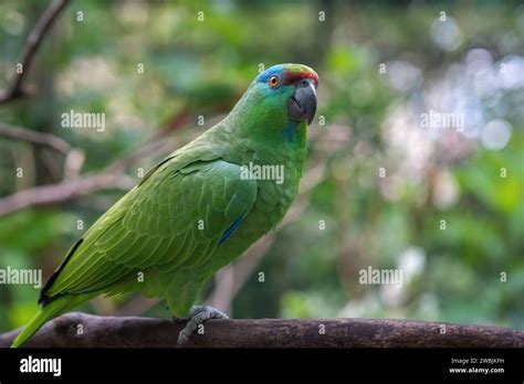 Southern Festive Amazon Parrot Amazona Festiva Stock Photo Alamy