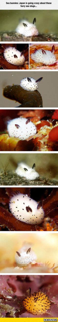 "Sea Bunnies" are a type of sea slug called Jorunna parva. Most of them ...