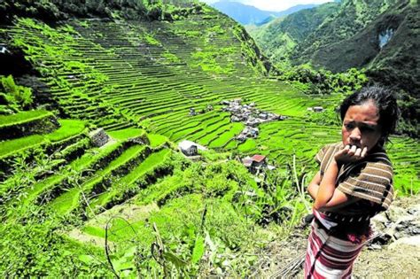 Ifugao Rice Terraces Land On Another ‘protection List Inquirer News