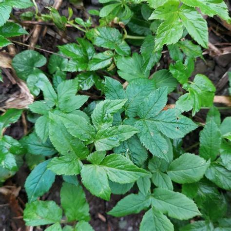 Ground Elder Identification Guide | Environet