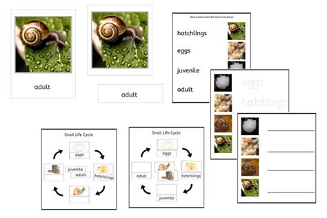 Snail Life Cycle Part Cards Worksheets Pdf Ifit Montessori