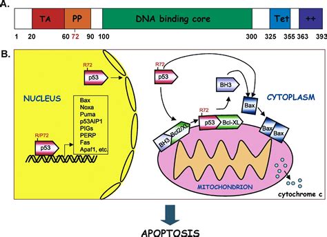 P53 In The Cytoplasm Cell