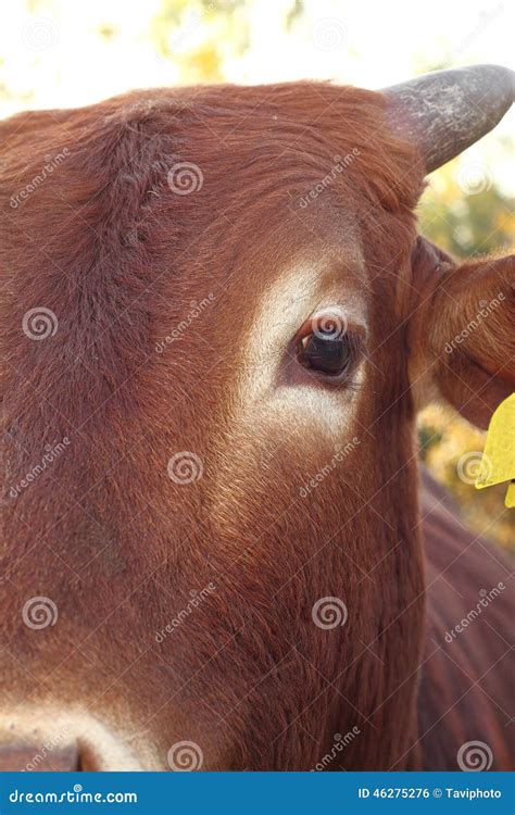 Closeup Of Zebu Eye Stock Photo Image Of Beef Bovine 46275276