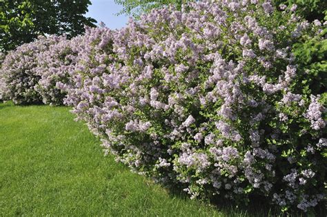 Lilac Tree vs Lilac Bush - Difference Between Lilac Trees And Lilac ...