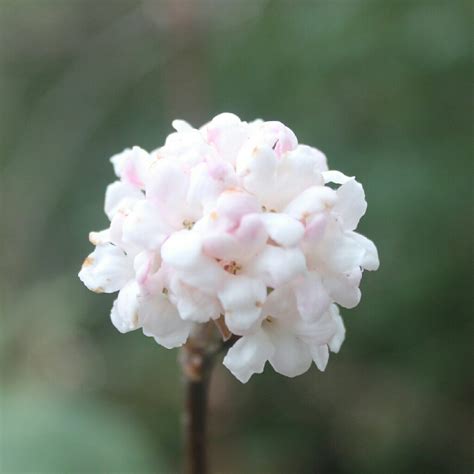 Viburnum X Bodnantense Dawn Bodnant Viburnum Dawn Uploaded By