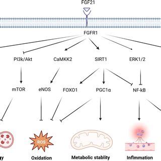 The molecular mechanism and effect of FGF21 in protecting against ...