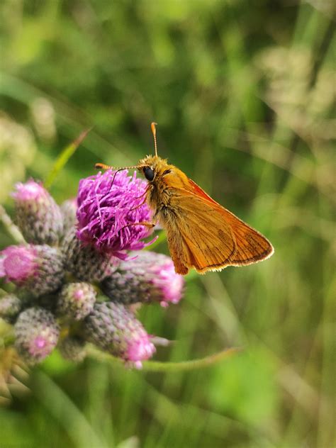 Mariposa Naturaleza Insecto Foto Gratis En Pixabay Pixabay