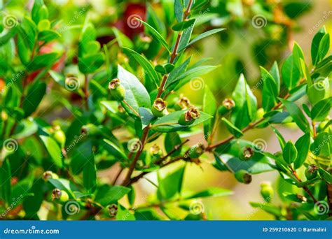 Botanical Collection Leaves And Berries Of Myrtus Communis Or True