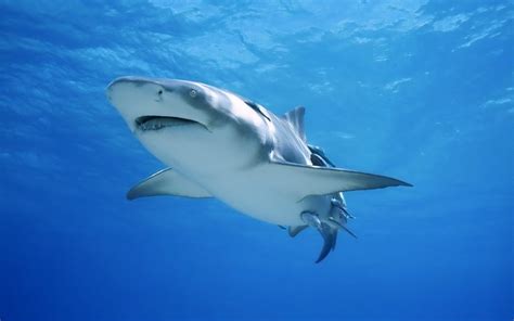 #1132738 animals, sea, shark, nature, fish, wildlife, Great White Shark ...