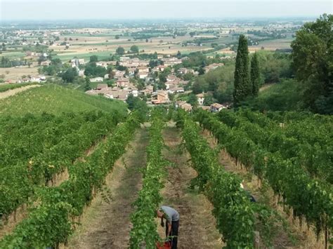 Oltrepò Pavese via alla vendemmia Meno quantità ma più qualità per i