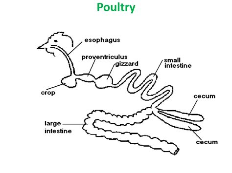 Digestion And Absorption In Ruminant And Non Ruminant Pptx