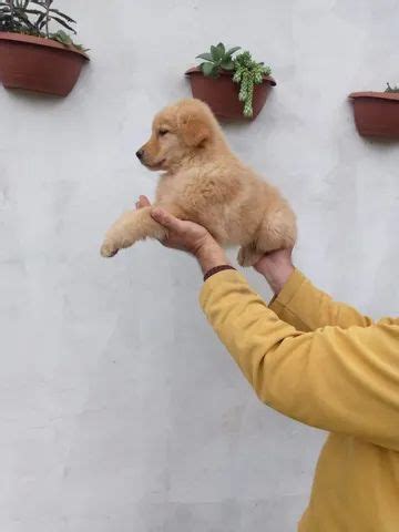 Filhotes Golden Retriever Fêmea e Macho Cachorros e acessórios