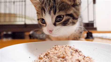 Kitten Coco Eats Gorgeous Food Youtube