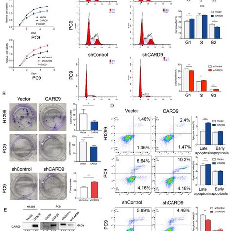 CARD9 Suppressed Cells Proliferation But Supported Cell Apoptosis A